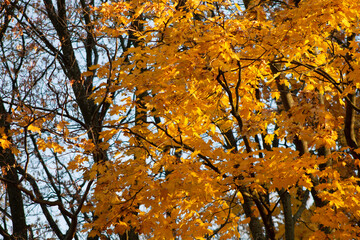 autumn maple leaves on tree