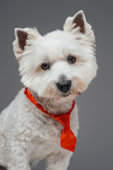 Domestic white terrier doggy with red necktie isolated on gray