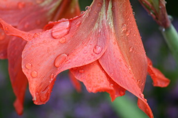 orvalho do amanhecer em bela flor de jardim 