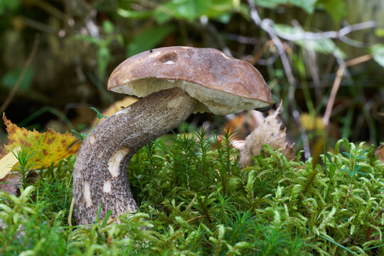 Edible mushroom Leccinum scabrum in birch forest. Known as rough-stemmed bolete, scaber stalk or birch bolete. Wild bolete mushroom growing in the moss.