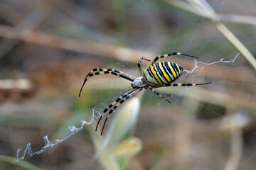 Argiope