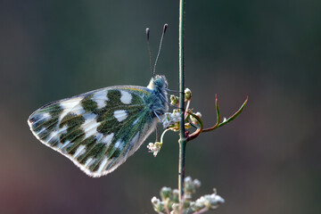 Pontia Edusa