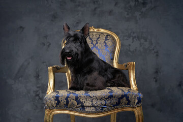 Adorable scottish terrier dog sitting on luxurious armchair - obrazy, fototapety, plakaty