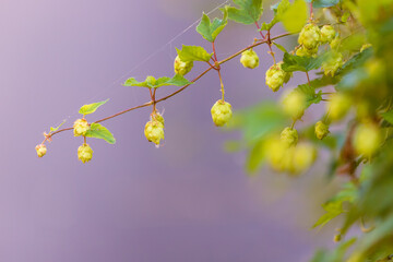 Autumn colorful flowers and weeds in the meadow.