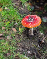 fly agaric mushroom