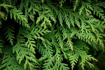 Close up of green leaves of Thuja tree on dark background.