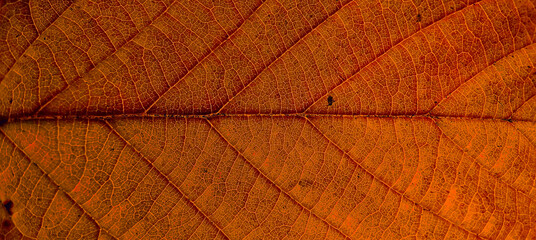 Colorful autumn leaf in macro for background. Background in autumn colors.