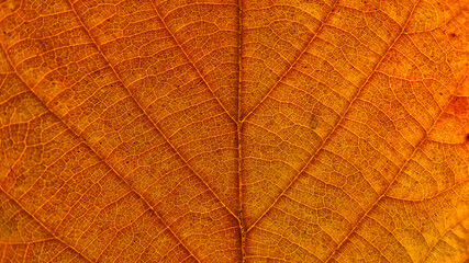 Naklejka na ściany i meble Colorful autumn leaf in macro for background. Background in autumn colors.