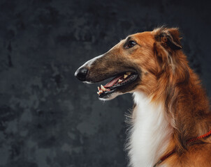 Cheerful persian greyhound panting against dark studio background
