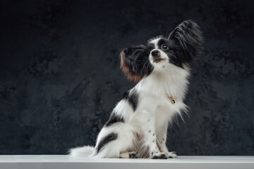 Single black white papillon dog against dark background