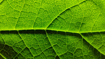 Colorful autumn leaf in macro for background. Background in autumn colors.