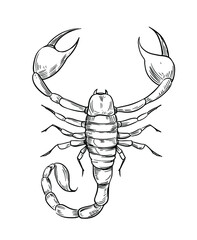 Image of Scorpion sketch vector illustration. Black outline transparent background printed on Printed Glass Basin Splashbacks