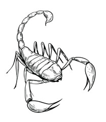Scorpion sketch vector illustration. Black outline transparent background - obrazy, fototapety, plakaty