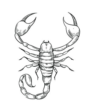 Easy Pencil Drawing A Scorpion Step By Step - YouTube