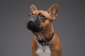 Headshot of brown furred french bulldog against gray background