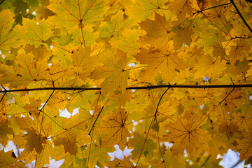 background of orange autumn leaves
