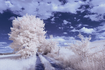 infrared photography - surreal ir photo of landscape with trees under cloudy sky - the art of our world and plants in the invisible infrared camera spectrum