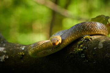 Aesculapean Snake (Zamenis longissimus) on the branch.