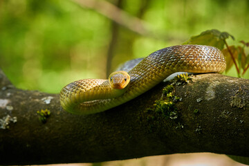 Aesculapean Snake (Zamenis longissimus) on the branch.