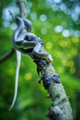 Aesculapean Snake (Zamenis longissimus) on the branch.