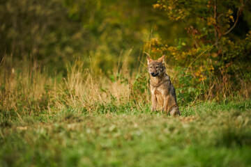 Gray wolf, Canis lupus, in the morning light.