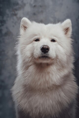Fototapeta premium Pedigreed siberian samoyed dog against dark studio background