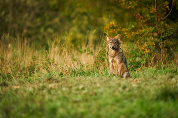 Gray wolf, Canis lupus, in the morning light.