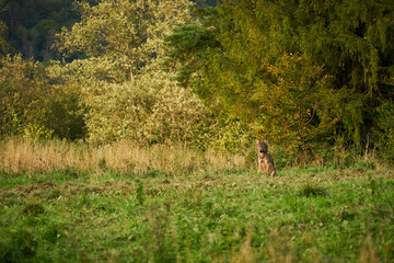 Obraz na płótnie Canvas Gray wolf, Canis lupus, in the morning light.