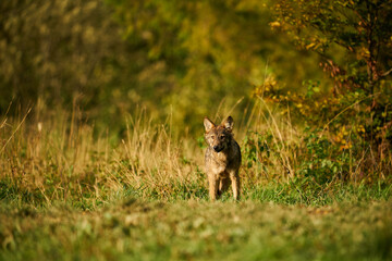 Gray wolf, Canis lupus, in the morning light.