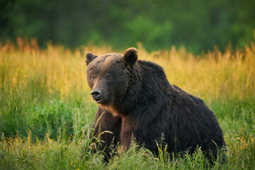 Cute Brown bear in the grass in the meadow