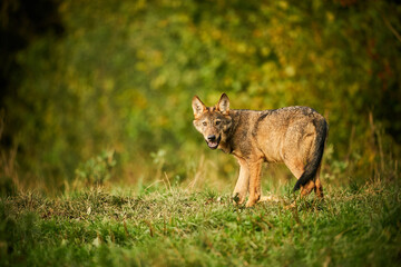 Gray wolf, Canis lupus, in the morning light.