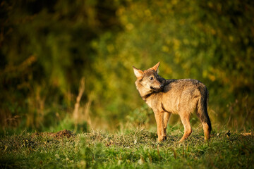 Gray wolf, Canis lupus, in the morning light.