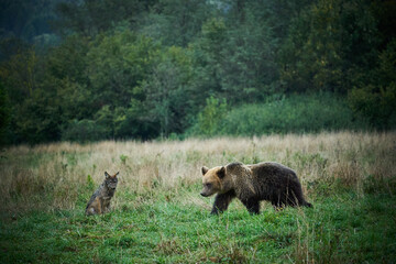 The wolf watches the brown bear.