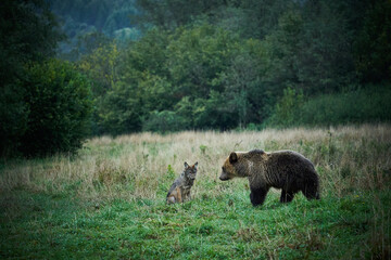 The wolf and the brown bear.