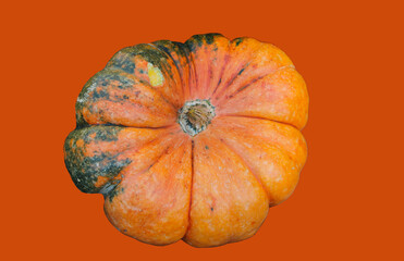 large pumpkin isolated over orange