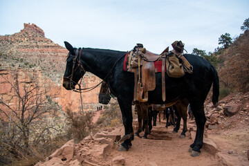 The row of the horses on the trail. Ride to the Colorado river in the Grand Canyon