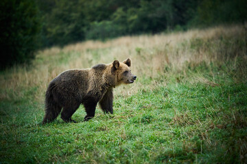 Plakat Brown bear family in the grass in the meadow