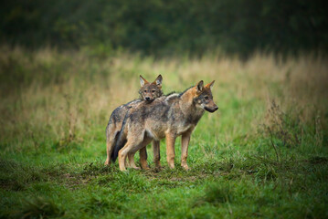 Two wolves - Canis lupus hidden in a meadow.