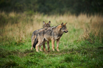 Naklejka na ściany i meble Two wolves - Canis lupus hidden in a meadow.
