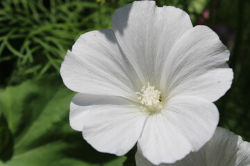 Obraz premium white hibiscus