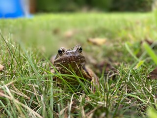 frog in the grass