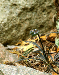 In autumn garden, perennial plant black mondo grass (Ophiopogon planiscarpus 'Nigrescens') with berry-like, rounded seeds.