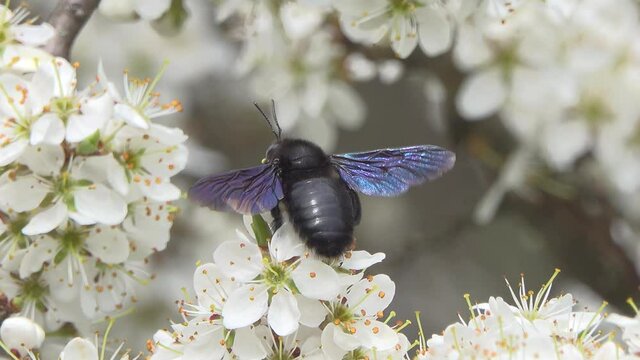 Black bumblebee collects nectar on blackthorn fowers.