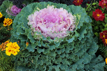 close-up of ornamental red cabbage leaves (Kale Nagoya Red) in an autumn botanical garden