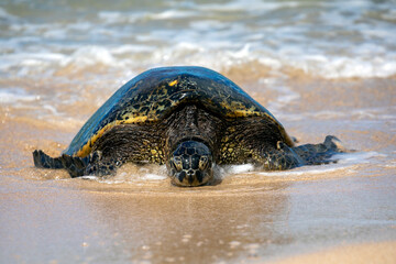 Large sea turtle coming out of the water onto a sandy beach.