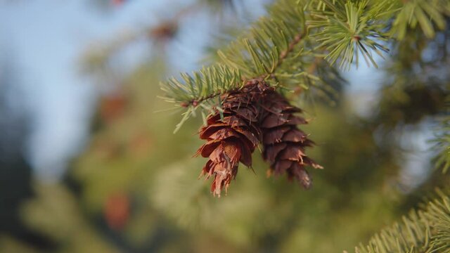 A close-up shot of spruce cones hanging from a tree branch against a blue sky.