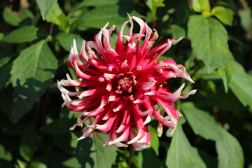 front top photo of bright pink and white fresh dahlia flower in an autumn botanical garden