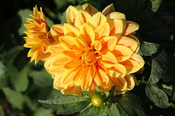 yellow fresh dahlia flower with bud in a blurry garden background