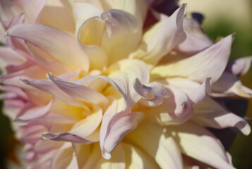Creamy white fresh dahlia petals in the sunlight for natural background