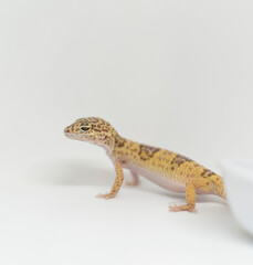 Naklejka premium Gecko eublepharus on a white background